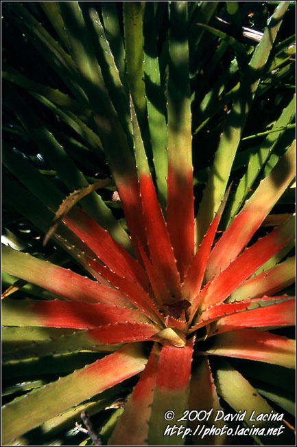 Prickly Bromeliad (teku) - Best Of Curaçao, Curaçao