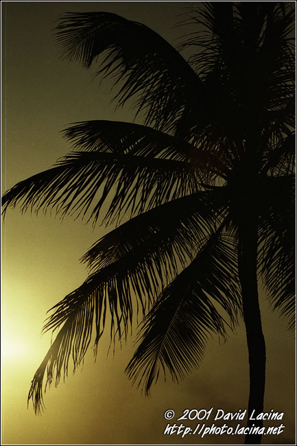Palm Tree In Sunset - Best Of Curaçao, Curaçao