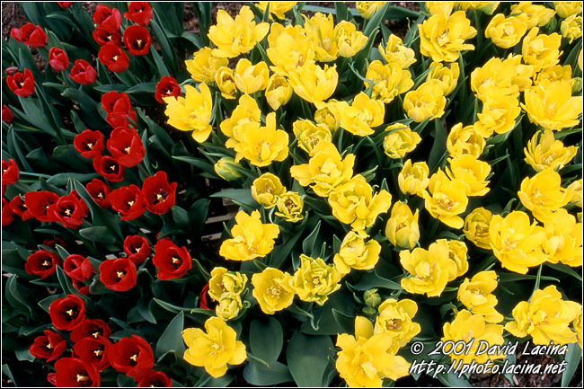 Tulips - Best Of Netherlands, Netherlands