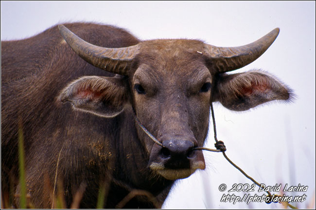 Bull - The Symbol Of Minangkabau - Lake Maninjau, Indonesia