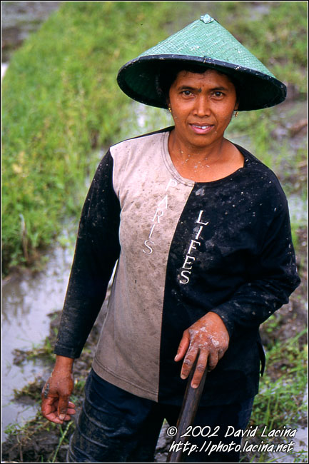 Working On Rice Padi - Minangkabau, Indonesia