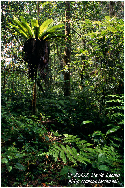Kerinci Jungle - Kerinci, Indonesia