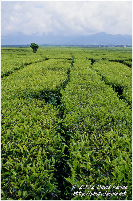 Tea Plantation - Kerinci, Indonesia