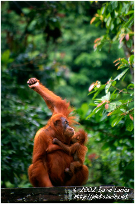 FREEDOM! (orangutan) - Lake Toba, Indonesia