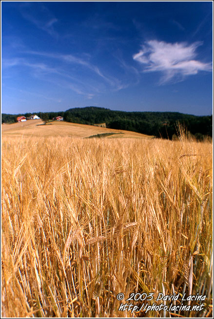 Farm Field II. - Best of 2003, Norway