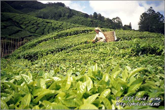 Picking Up Tee - Cameron Highlands, Malaysia