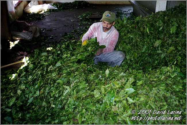 Producing Tea - Cameron Highlands, Malaysia
