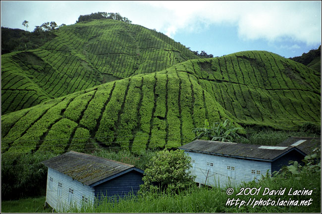 Tea Plantation - Cameron Highlands, Malaysia