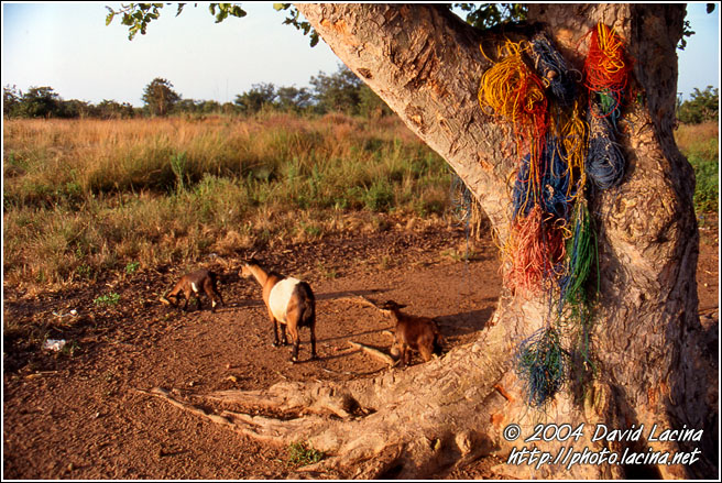 Drying Fishing Nets - Lobi tribe, Ghana