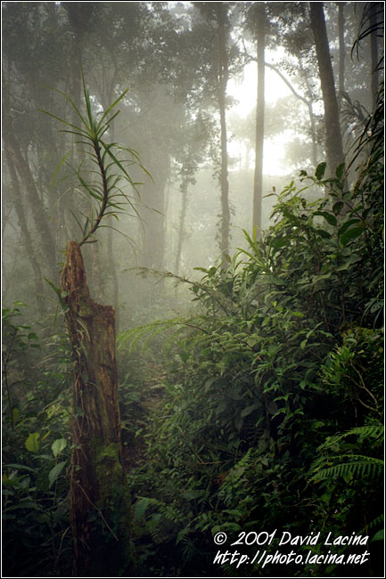 Jungle In Cameron Highlands - Cameron Highlands, Malaysia