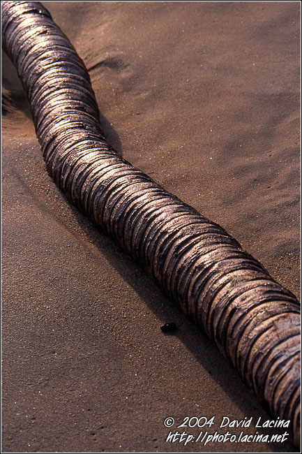 Silver Snake On A Beach - Brenu beach, Ghana