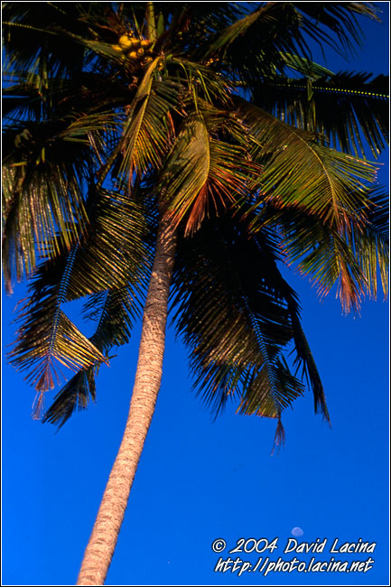 Palm Tree And Moon - Brenu beach, Ghana