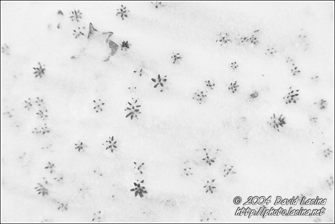 Stars In Snow - Best of 2004, Norway