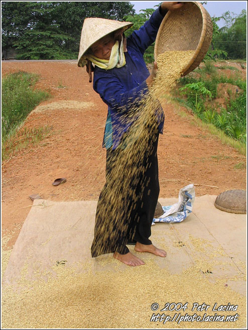 Preparing Rice - Vietnam In Color, Vietnam