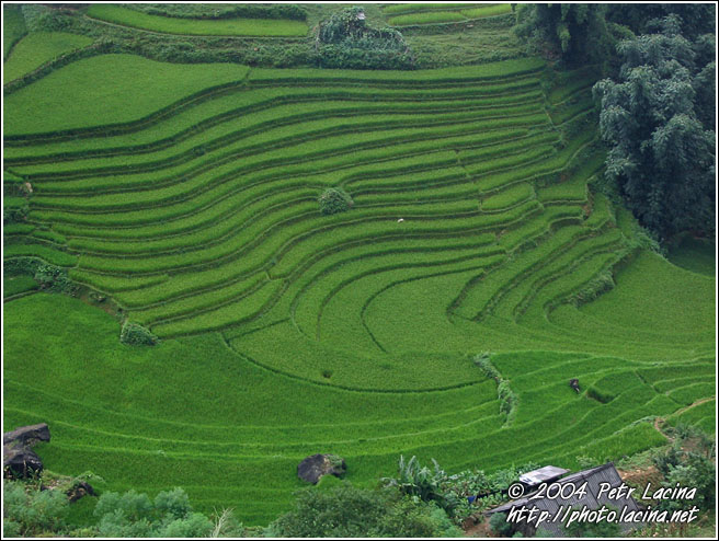 Rice Fields - Vietnam In Color, Vietnam