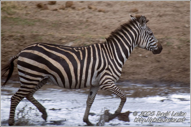 Zebra Crossing A Pond - Tarangire NP, Tanzania