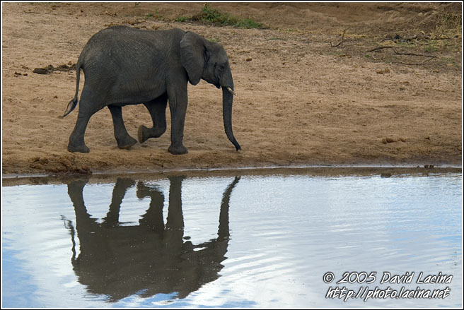 In A Mirror - Tarangire NP, Tanzania