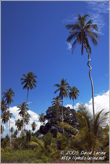 Palm Tree Exception - Central Zanzibar, Tanzania