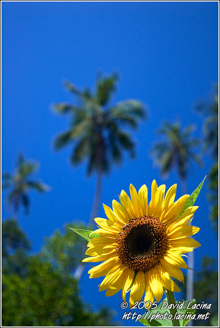 Exotic Sunflower - Central Zanzibar, Tanzania