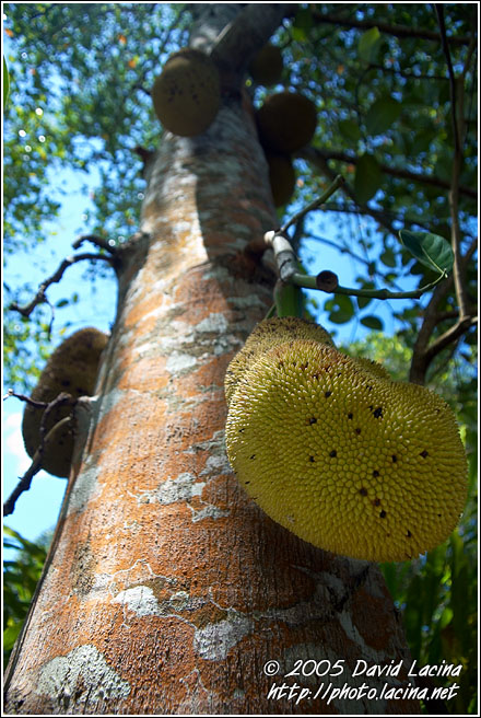 Jackfruit Tree - Central Zanzibar, Tanzania