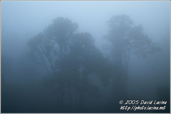 Foggy Morning - Ngorongoro Crater, Tanzania