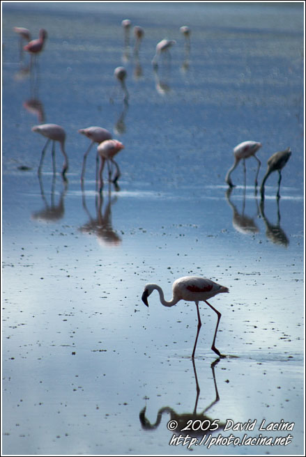 Flamingo's Paradise - Ngorongoro Crater, Tanzania
