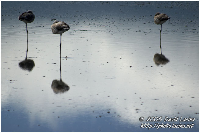 Resting Flamingos - Ngorongoro Crater, Tanzania