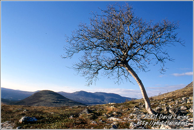 Lonely Tree - Best of 2001, Norway