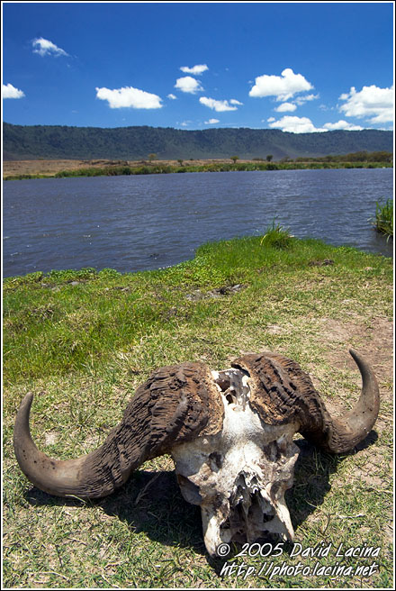Skull By Lake - Ngorongoro Crater, Tanzania