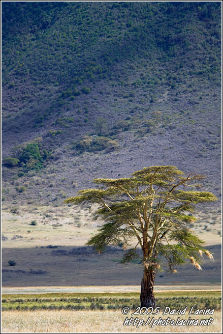 Lifesaver - Ngorongoro Crater, Tanzania