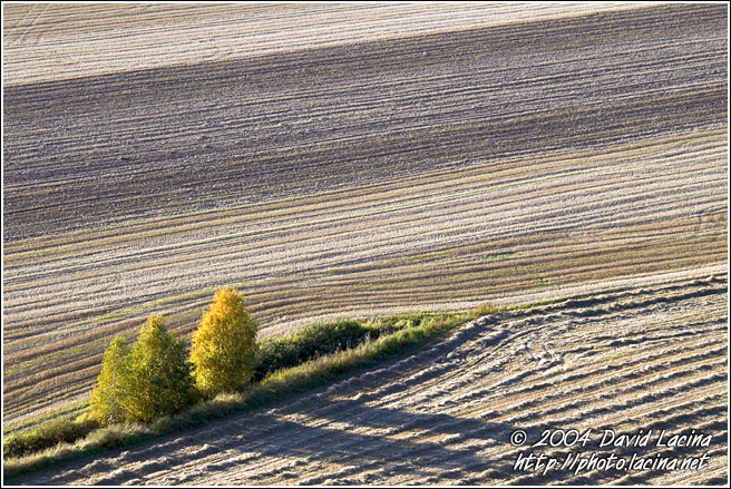 Lonely Trees On A Field - Best of 2004, Norway