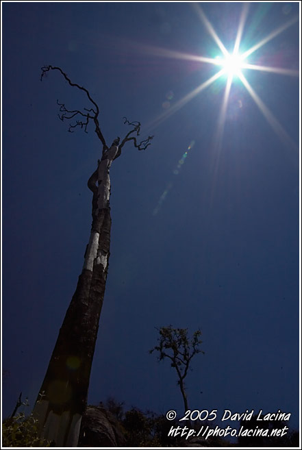 Old Tree Trying To Touch The Sun - Nature Of Usambara Mountains, Tanzania