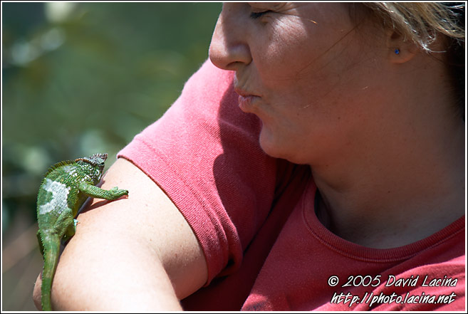 Playing With Chameleon - Nature Of Usambara Mountains, Tanzania