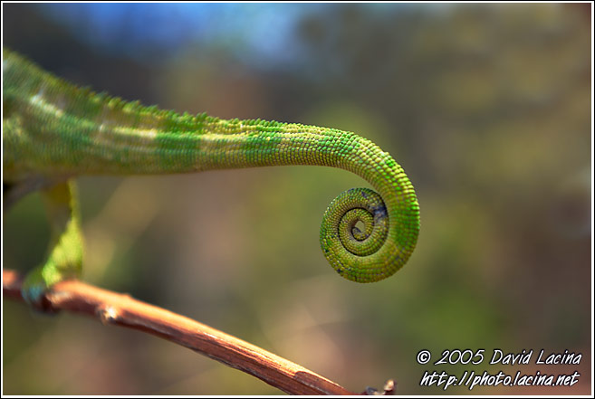 Chameleon's Tail - Nature Of Usambara Mountains, Tanzania