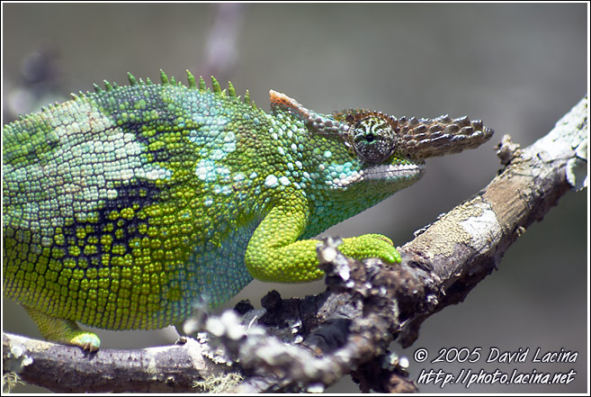 Chameleon - Nature Of Usambara Mountains, Tanzania
