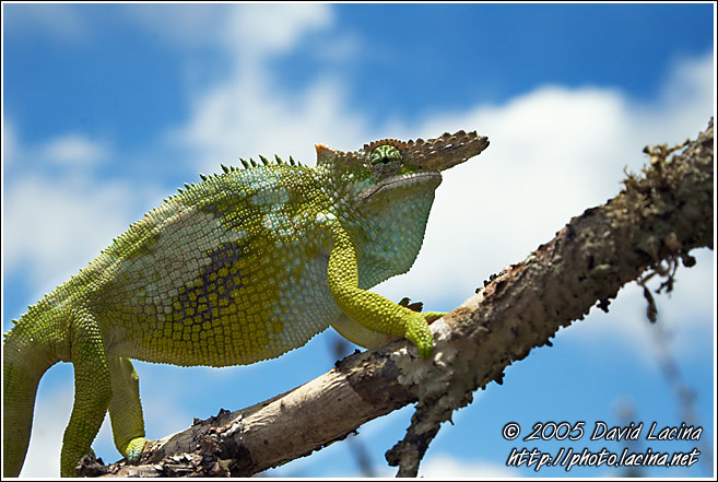 Chameleon On A Branch - Nature Of Usambara Mountains, Tanzania