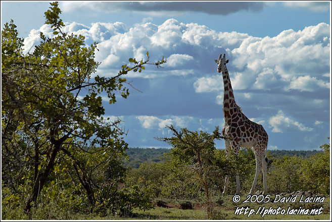 Giraffe And Clouds - Thomson's Falls, Kenya