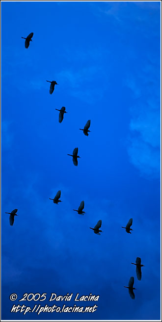 On The Way Home - Lake Naivasha, Kenya