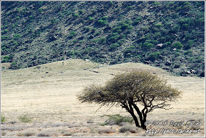 Tree By A Mountain - The Suguta Valley-Nature, Kenya