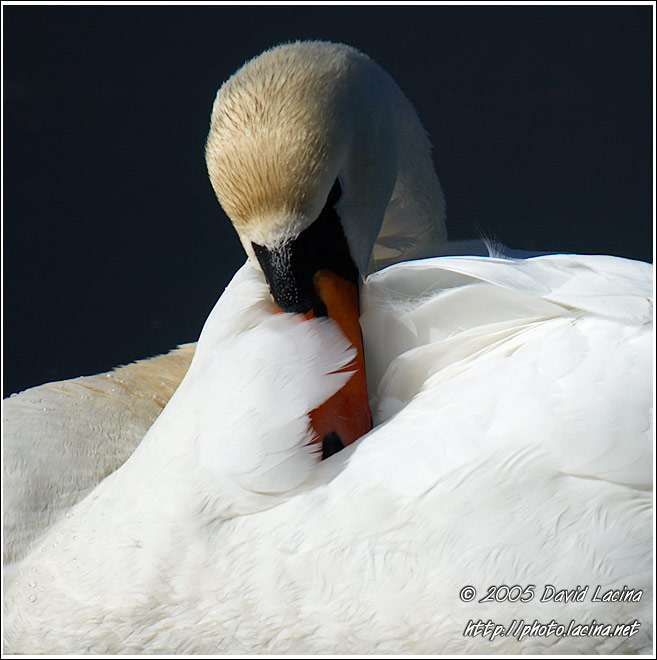 Shy Personality Of Swan - Best of 2005, Norway