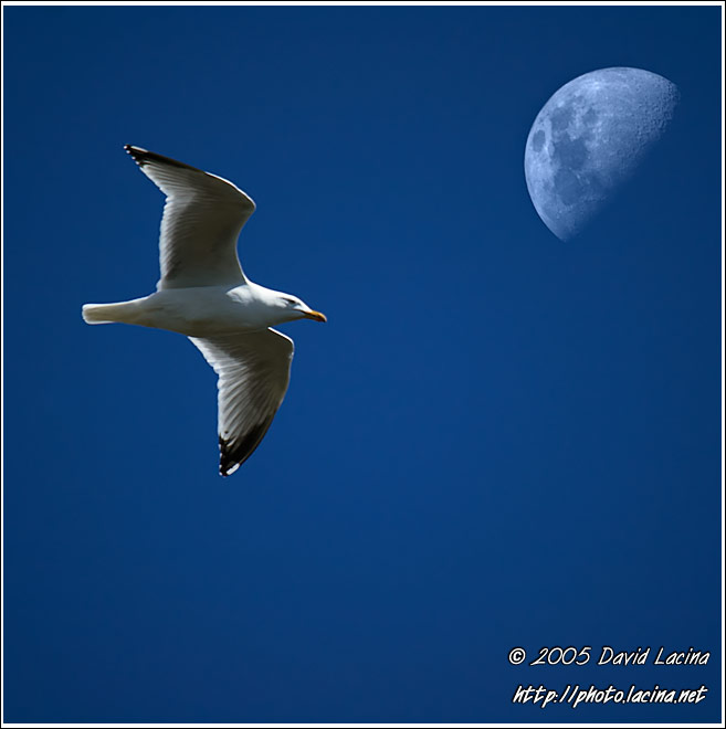 Seagull And Moon - Best of 2005, Norway