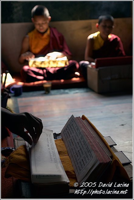 Monks In Prayer - Golden Temple, Namdroling Monastery, India