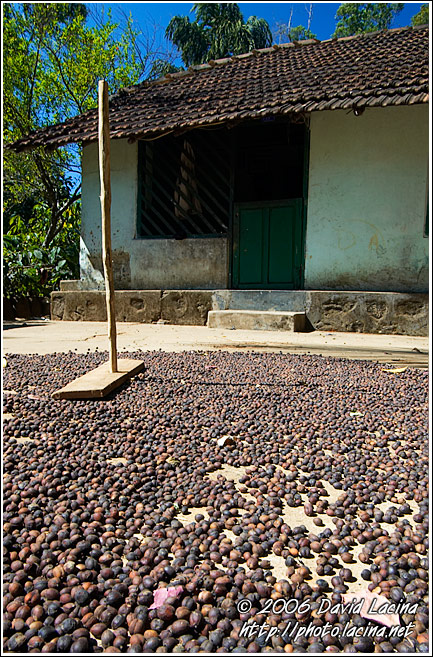 Drying Coffee Beans - Kodagu (Coorg) Hills, India