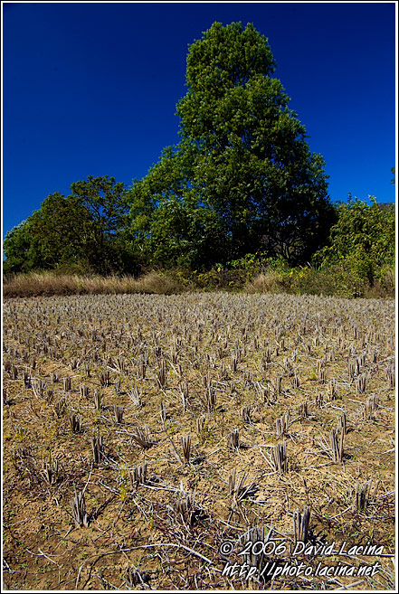 Harvested Rice Field - Kodagu (Coorg) Hills, India