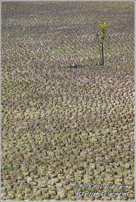 Harvested Rice Field - Kodagu (Coorg) Hills, India