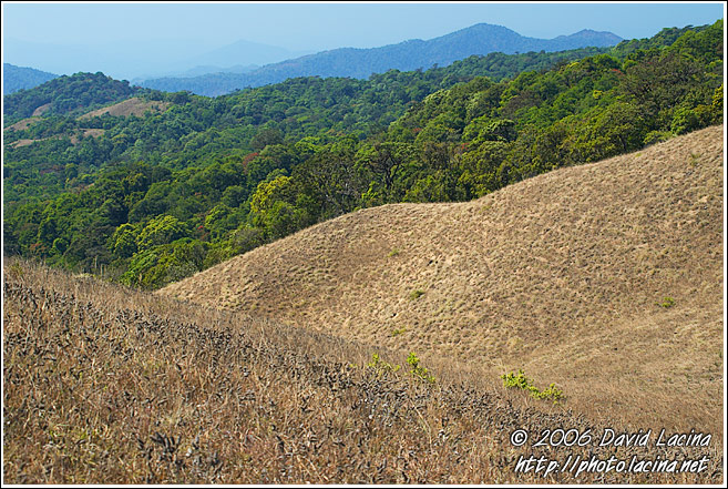 Kodagu Hills - Kodagu (Coorg) Hills, India