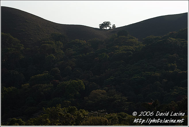Lonely Tree - Kodagu (Coorg) Hills, India