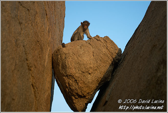 Monkey On A Stone - Hampi - Nature, India