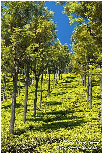 Tea Plantation - Ooty, India