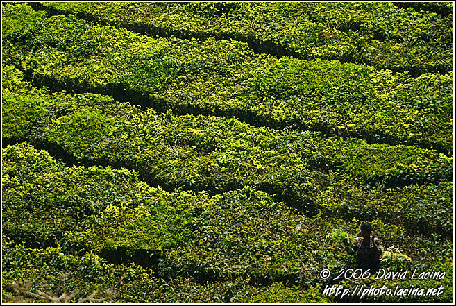 Tea Plantation - Ooty, India
